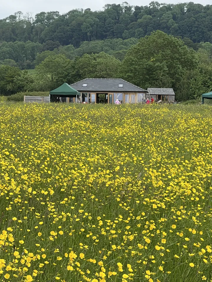 Funeral moment 4: a ceremony venue beyond a meadow of buttercups